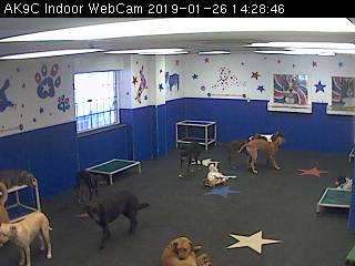 Doggie Daycare Indoor Webcam