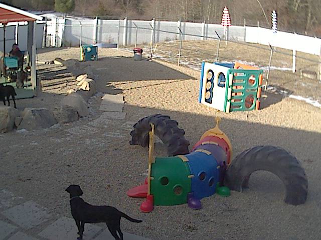 Doggie Daycare Outdoor Webcam