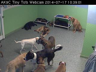Doggie Daycare Tiny Tots Webcam