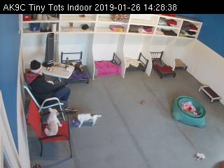 Doggie Daycare Tiny Tots Webcam