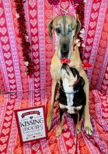 Kissing-booth-1