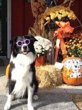 Pumpkins