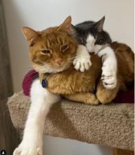 1_Cats-1