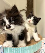 1_Kittens