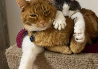 Cats-1