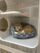 Cats-2