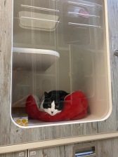 Cats-3