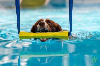 Dock-Diving-1