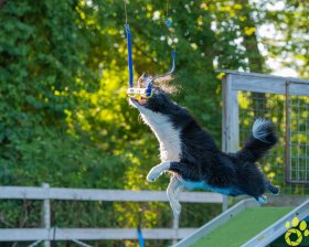 Dog-Diving-1