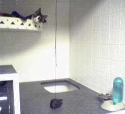 kittycondo