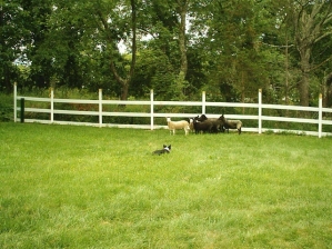 sheep-4