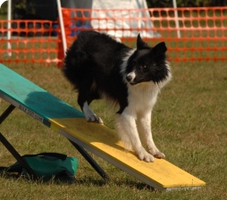 sparkseesaw